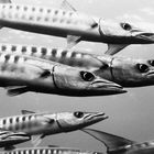 barracudas I