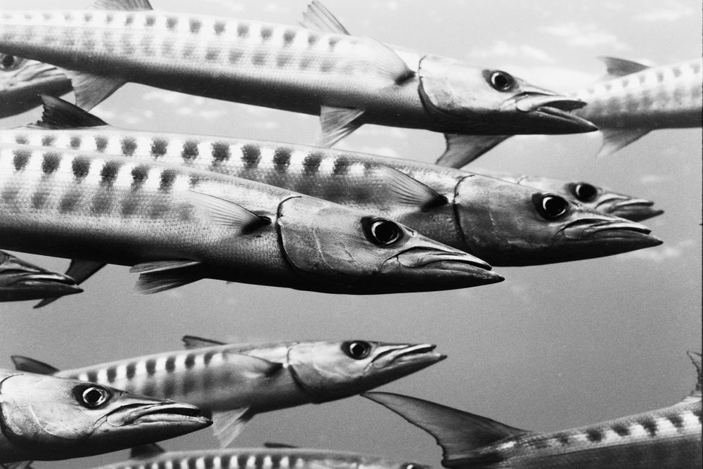 barracudas I von Heike Loos 