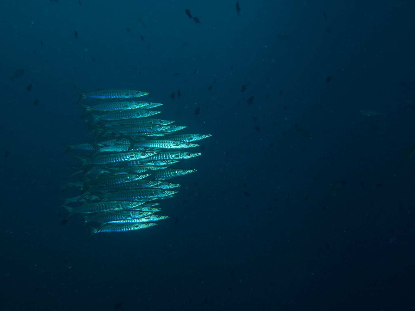 Barracudas passing by