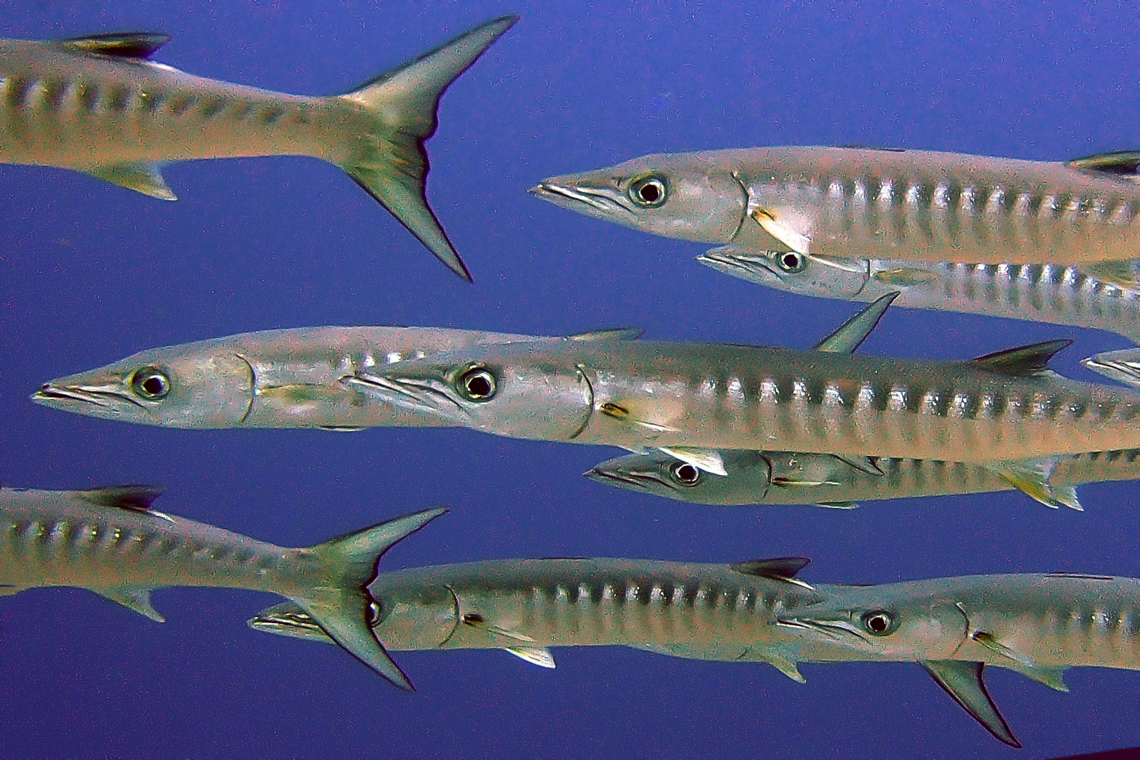 Barracudas passing very close