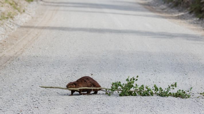 Barrage routier, gilet brun et méthode du Castor
