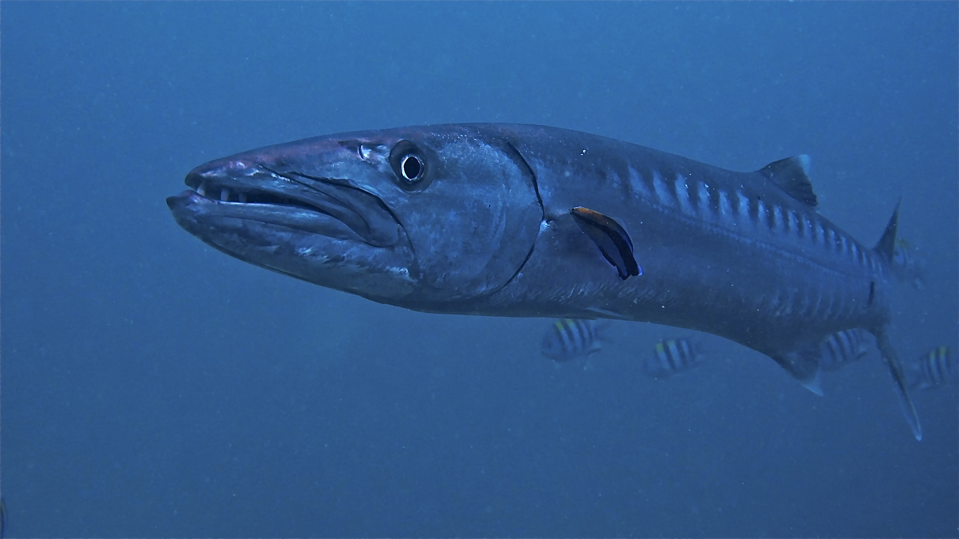 Barrakuda Foto & Bild unterwasser, uwsalzwasser, naturkreativ