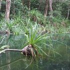 Barramundi Gorge - Maguk I