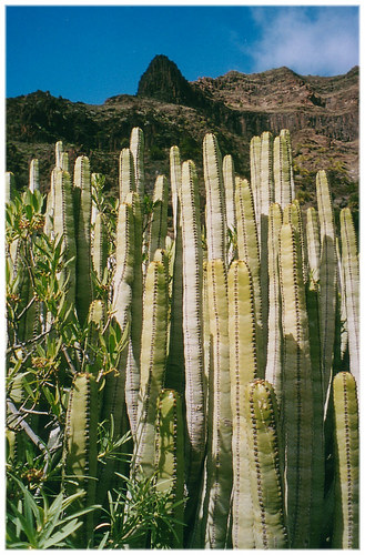 Barranco de Arue, Gomera