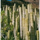 Barranco de Arue, Gomera