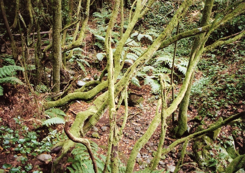 Barranco de La Zarza