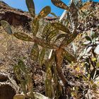 Barranco de las Vacas