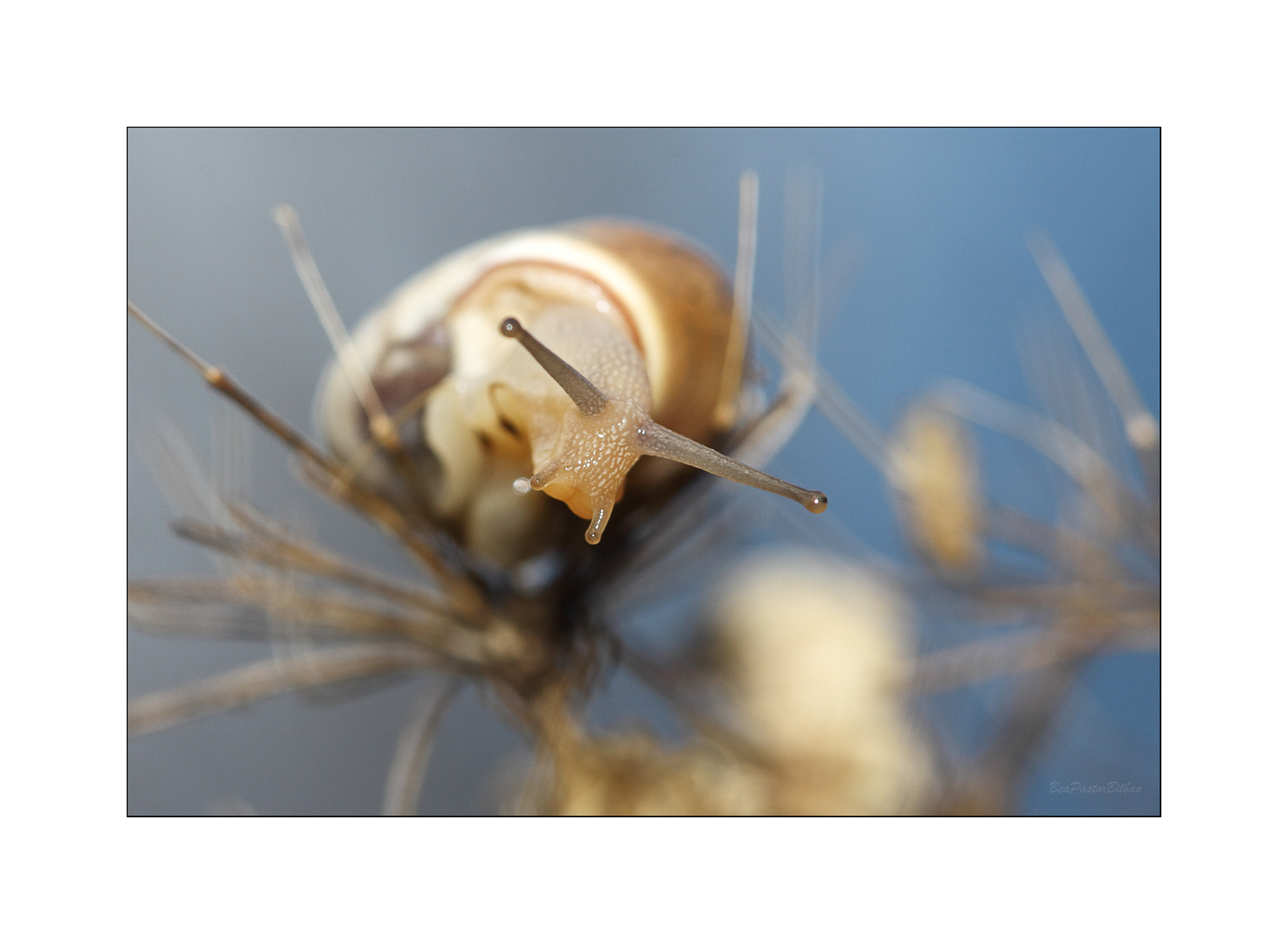 BARRASKILOAREN AZALA (PIel de caracol)