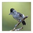 Barred Antshrike