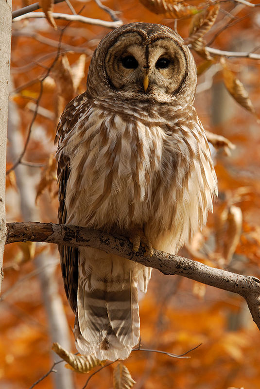 Barred Owl (Strix varia, Streifenkauz)