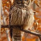 Barred Owl (Strix varia, Streifenkauz)