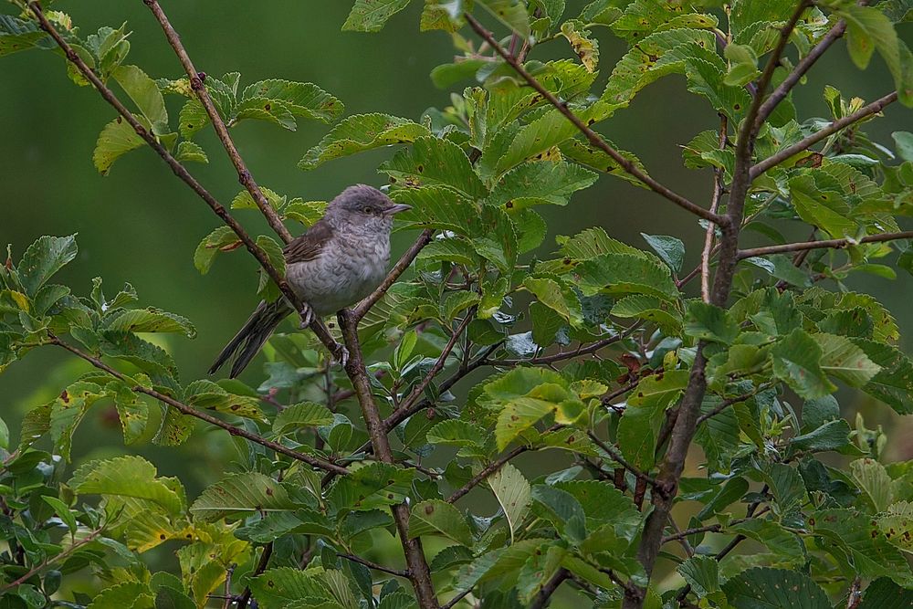 barred warbler