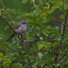 barred warbler