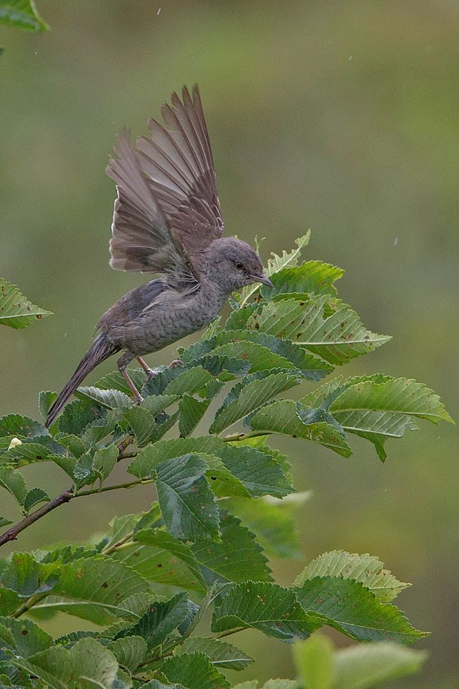 barred warbler, Sperbergrasmücke