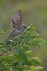 barred warbler, Sperbergrasmücke