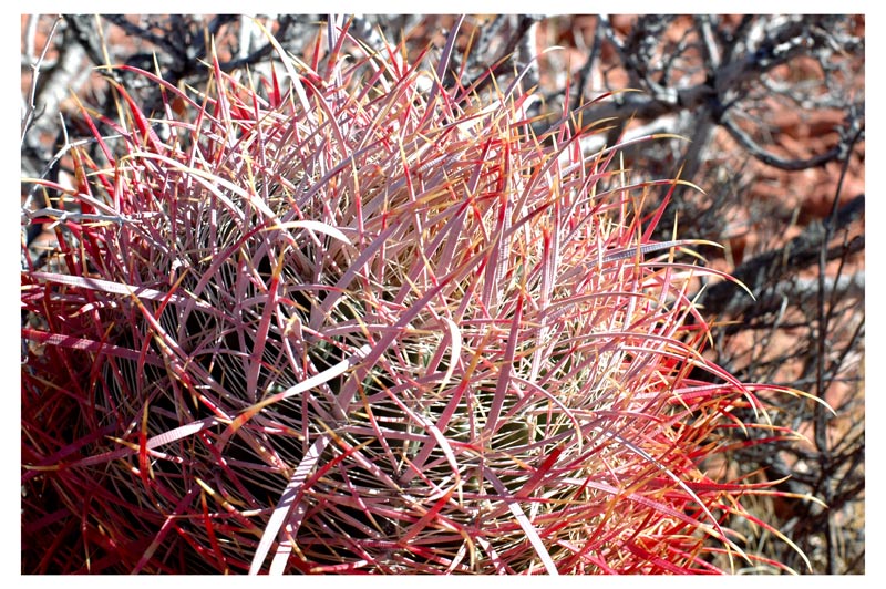 Barrel Cactus - 1