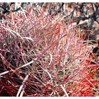 Barrel Cactus - 1