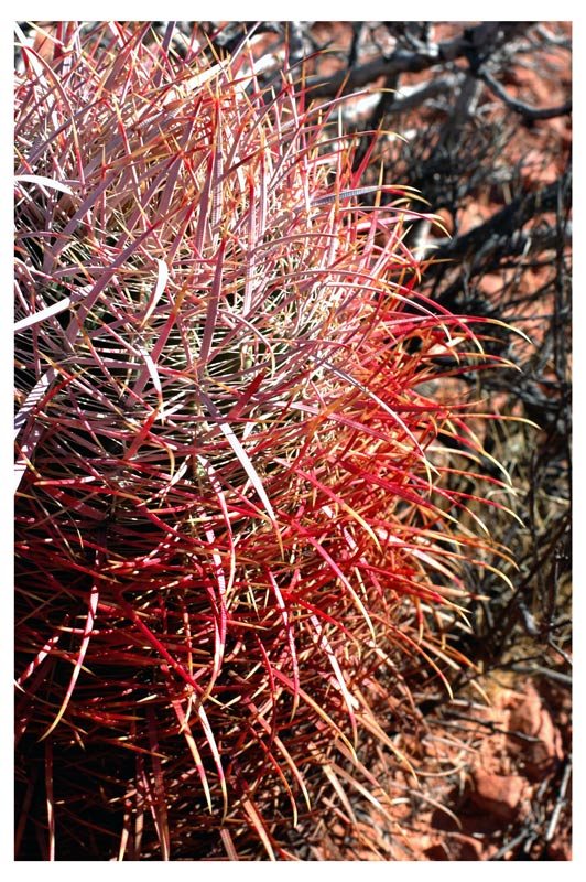 Barrel Cactus - 2