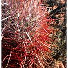 Barrel Cactus - 2