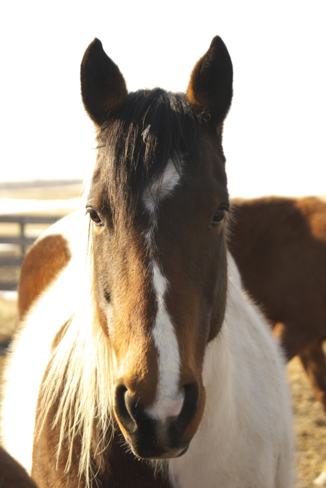 Barrel Horse