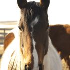 Barrel Horse