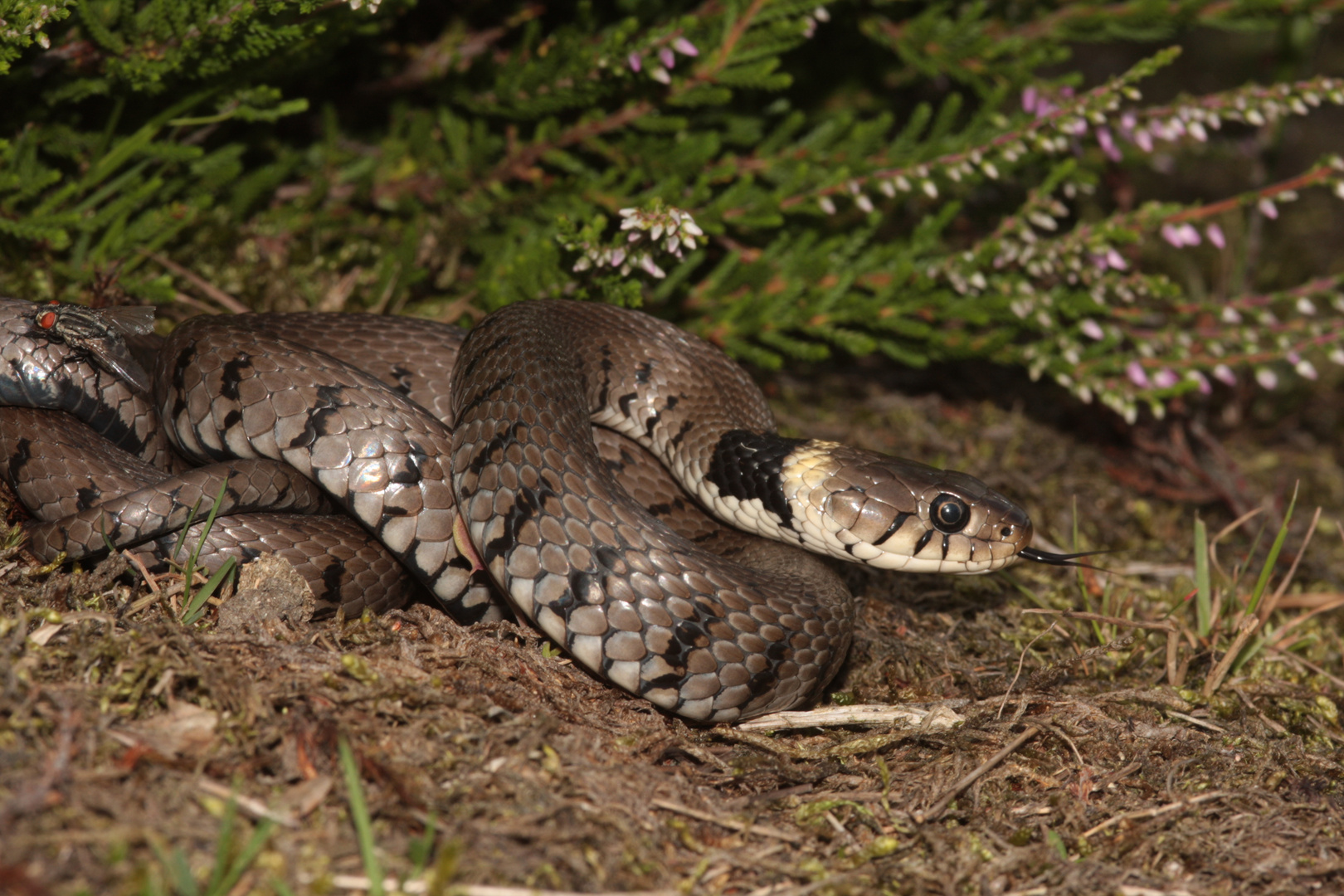 Barren-Ringelnatter (Natrix natrix helvetica)