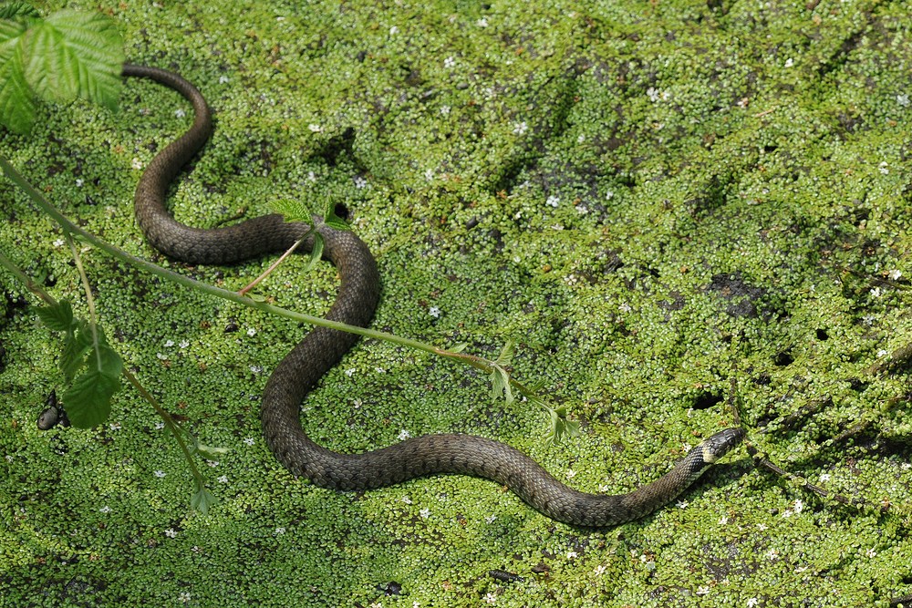 Barrenringelnatter im Müllgraben 04