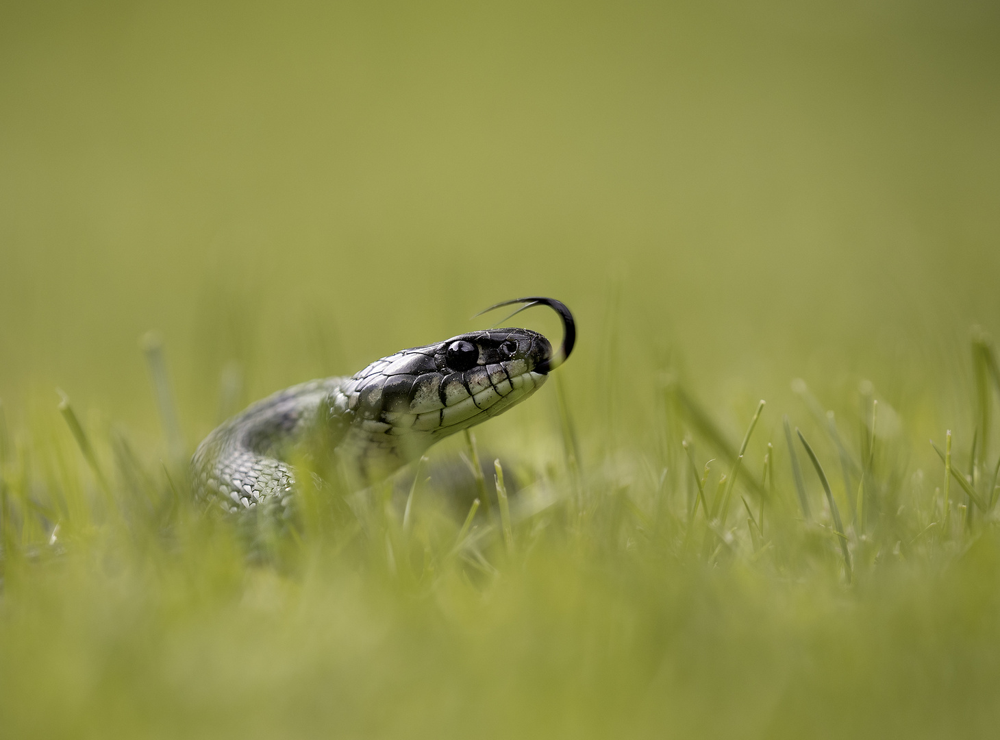 Barrenringelnatter (Natrix natrix helvetica)