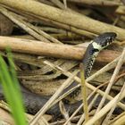 Barrenringelnatter (Natrix n.helvetica)