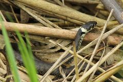 Barrenringelnatter (Natrix n.helvetica)