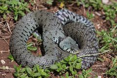 Barrenringelnatter ( Natrix n.helvetica) Nord Jura.