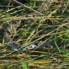 Barrenringelnatter ( Natrix n.helvetica) Tessin.