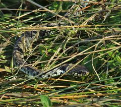 Barrenringelnatter ( Natrix n.helvetica) Tessin.