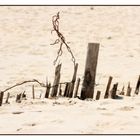 Barrière sur la plage.