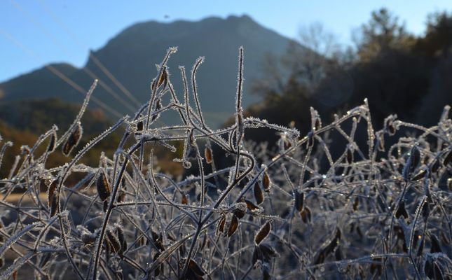 * barrière végétale gelée *