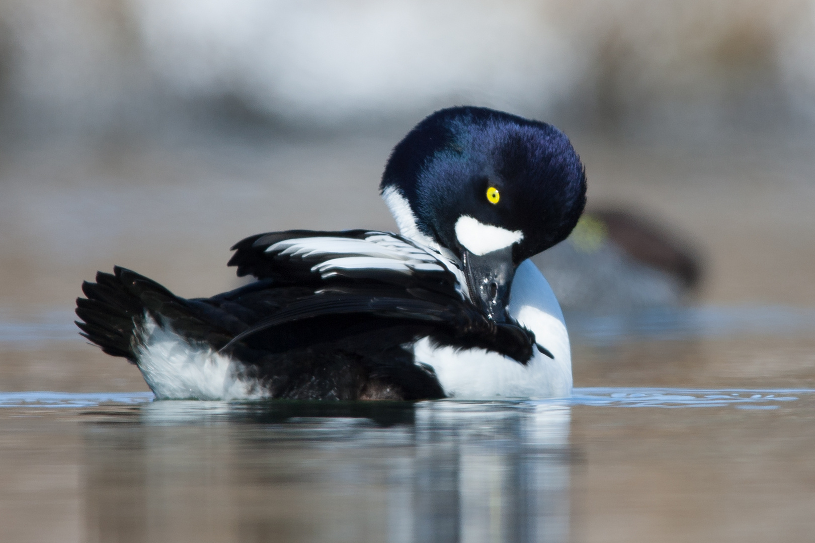 Barrow's goldeneye