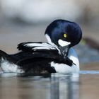 Barrow's goldeneye