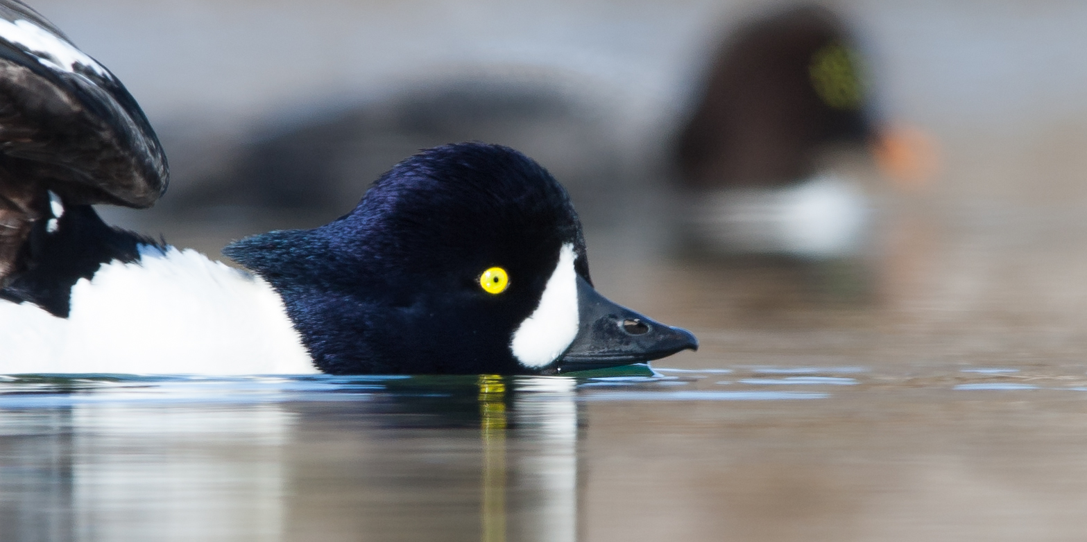 Barrow's goldeneye