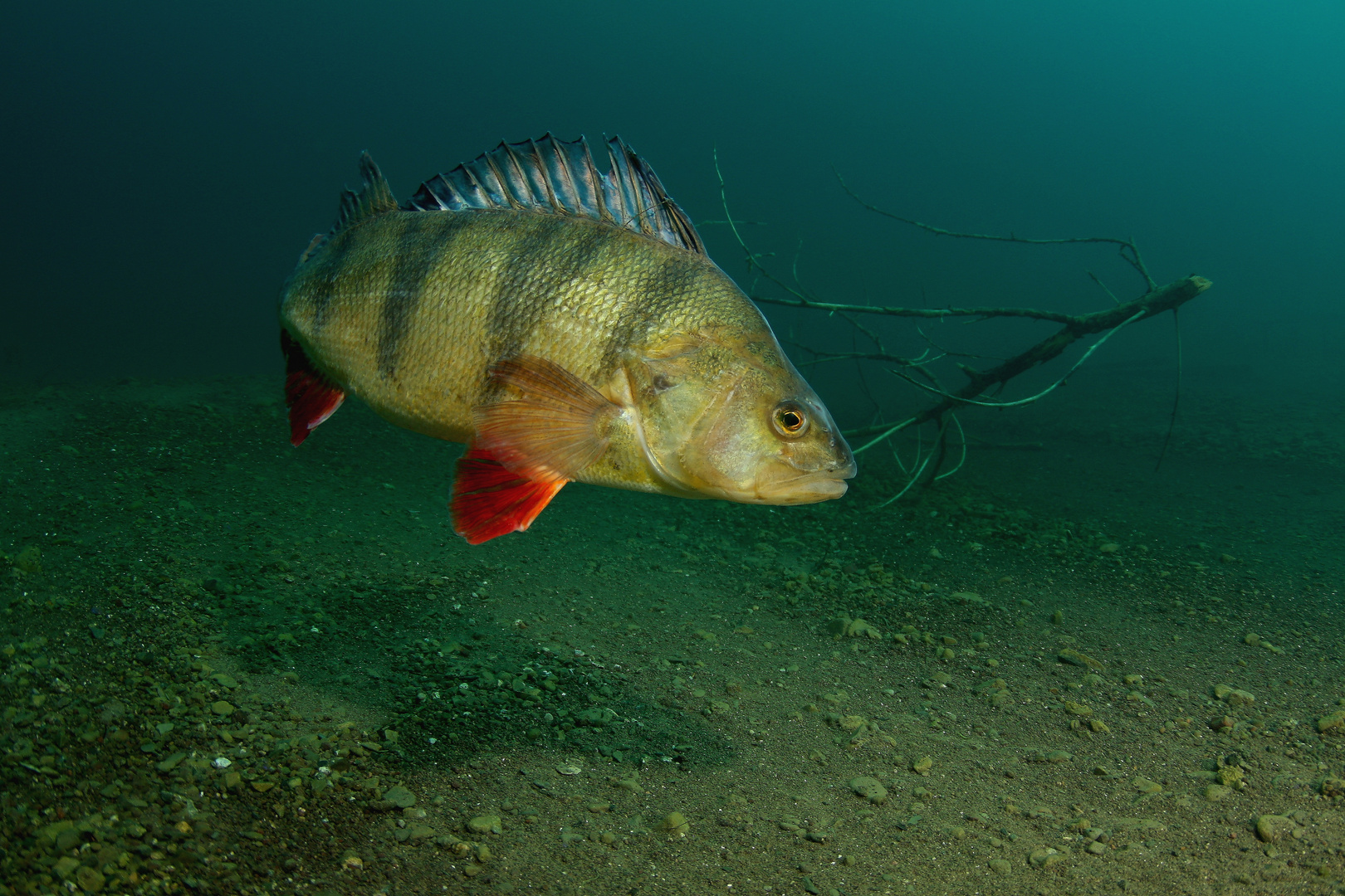 Barsch Foto & Bild unterwasser, uwsüsswasser, naturkreativ Bilder