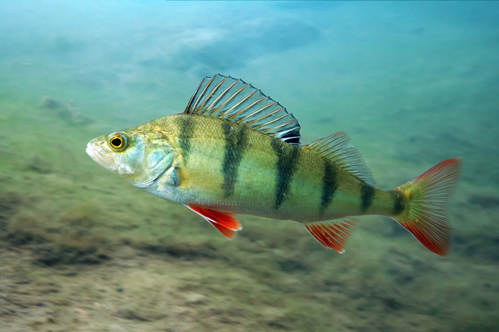 Barsch im Kreidesee Foto & Bild tiere, wildlife, fische Bilder auf
