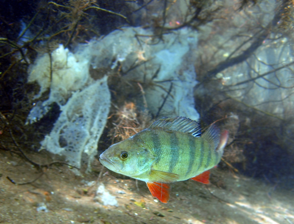 Barsch im Mövensee Foto & Bild unterwasser, uwsüsswasser, natur