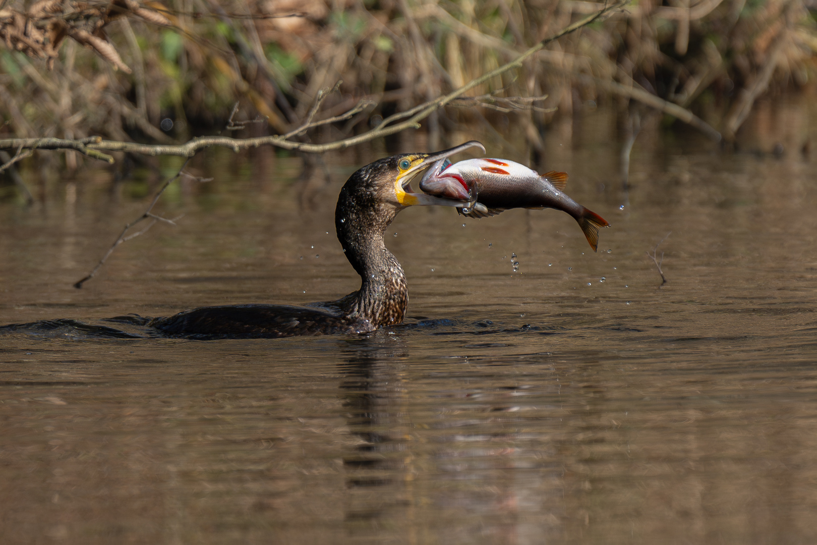 Barsch satt Kormoran satt