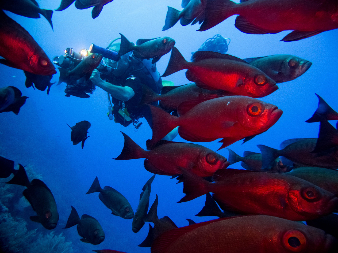 Barsche am Daedalus Reef, Rotes Meer