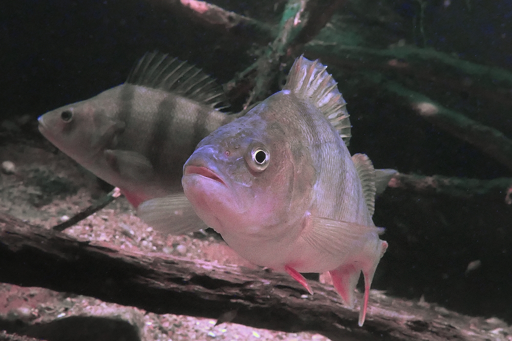 Barsche im Aquarium