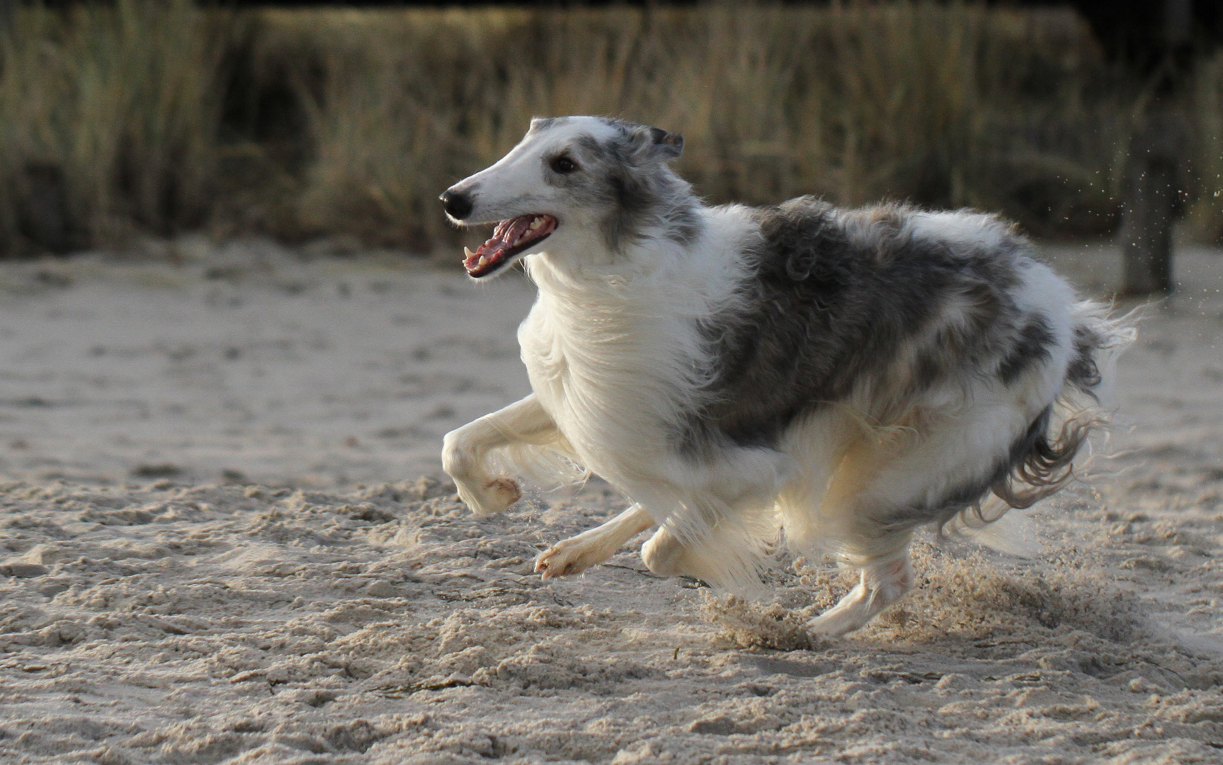 "Barsoi" Foto & Bild | tiere, haustiere, hunde Bilder auf ...