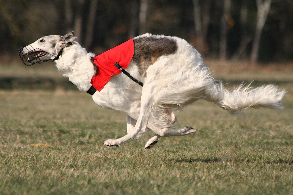 Barsoi beim Coursing