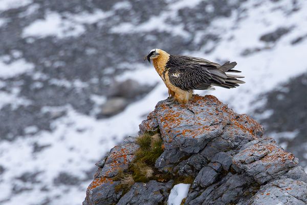 BART GEIER (Gypaetus barbatus) 