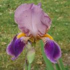 Bart-Iris - eine Schönheit im Garten