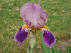 Bart-Iris - eine Schönheit im Garten