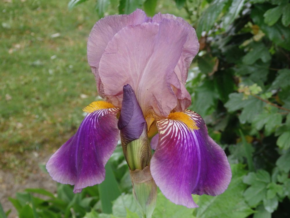 BartIris eine Schönheit im Garten Foto & Bild pflanzen, pilze